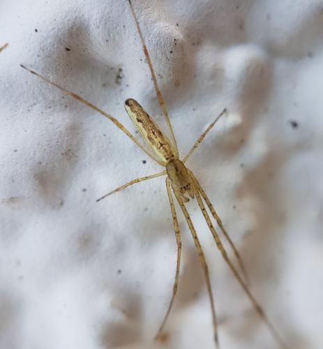 Tetragnatha sp.